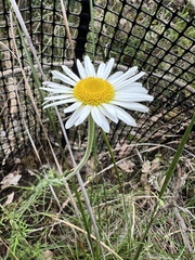 Brachyscome diversifolia