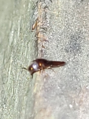 Sepedophilus