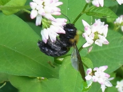 Xylocopa appendiculata circumvolans