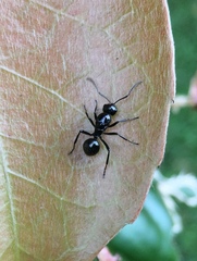 Polyrhachis australis