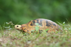 Indotestudo elongata