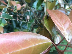 Polyrhachis australis