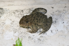 Hoplobatrachus chinensis
