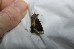 Zalissa catocalina