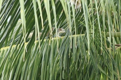 Callosciurus finlaysonii