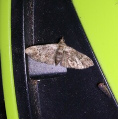 Mnesiloba eupitheciata