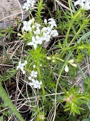 Asperula conferta