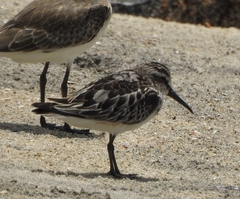 Calidris falcinellus