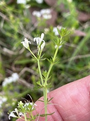 Asperula conferta