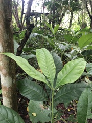 Melicope semecarpifolia