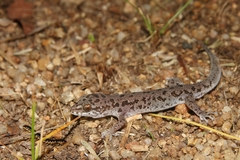Dixonius dulayaphitakorum