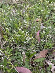 Asperula conferta