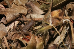 Micryletta