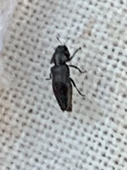 Aphanisticus cochinchinae