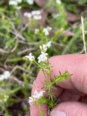 Asperula conferta