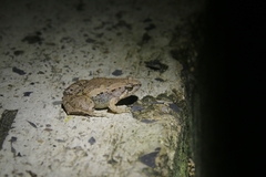 Microhyla mukhlesuri