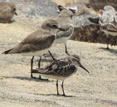 Calidris falcinellus