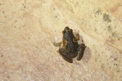 Microhyla butleri