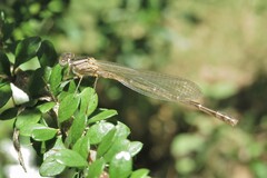 Xanthagrion erythroneurum