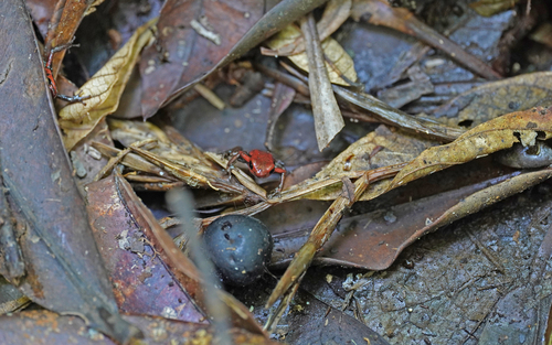 Andean Poison Frog, Andinobates opisthomelas