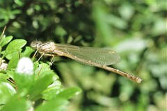 Xanthagrion erythroneurum