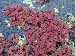 Azolla rubra