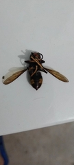 Vespa velutina nigrithorax