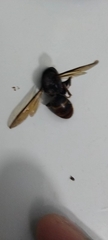 Vespa velutina nigrithorax