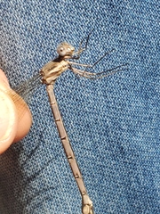 Archilestes californicus