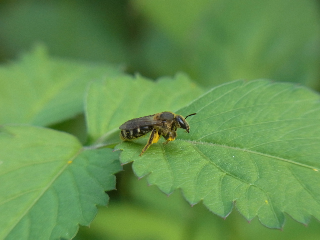 Lasioglossum mutilum