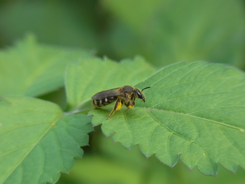 Lasioglossum mutilum