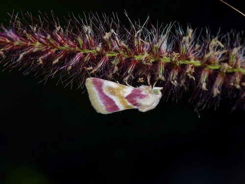 Reginia Primrose Moth photo 5