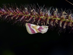 Schinia regina