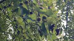 Liquidambar formosana