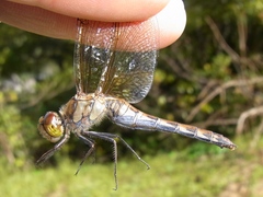 Sympetrum striolatum imitoides