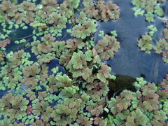 Azolla rubra