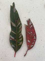 Eucalyptus botryoides