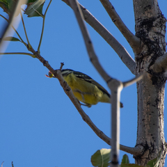 Periparus venustulus
