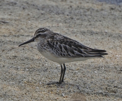 Calidris falcinellus