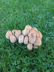 Coprinellus micaceus