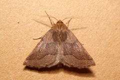 Crocallis tusciaria