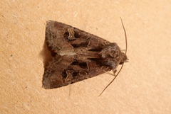 Trigonophora jodea