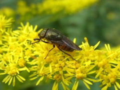 Stomorhina obsoleta
