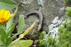Oligosoma polychroma
