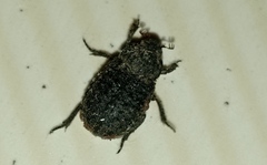 Trogidae
