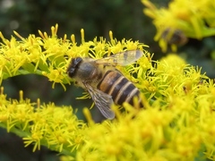 Apis cerana japonica