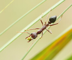 Myrmecia forficata