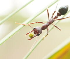 Myrmecia forficata