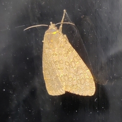 Olepa ricini