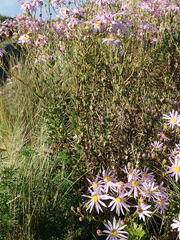 Senecio glastifolius